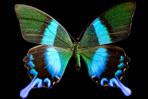 Video thumbnail of a sparkling green-blue btterfly